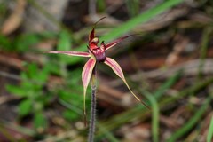 Caladenia ampla