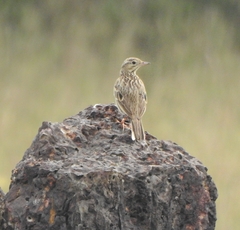 Anthus godlewskii