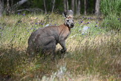 Osphranter robustus erubescens
