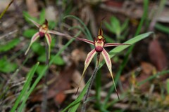 Caladenia ampla