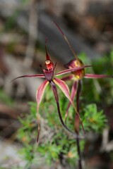 Caladenia ampla