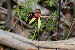 Caladenia ampla