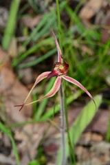 Caladenia ampla