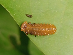 Oides palleata