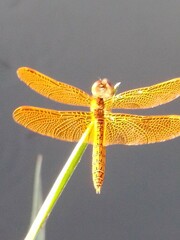 Perithemis intensa