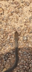 Psammophis mossambicus