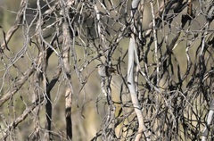 Pyrrholaemus brunneus