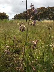 Dianella amoena