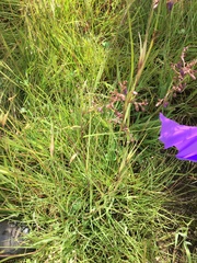 Dianella amoena