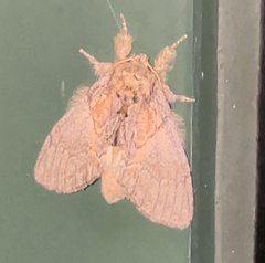 Peridea basitriens