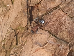 Polyrhachis lamellidens