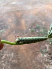 Sphingidae