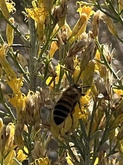 Ericameria paniculata