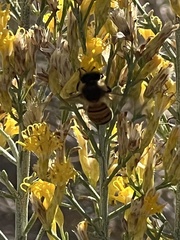 Ericameria paniculata
