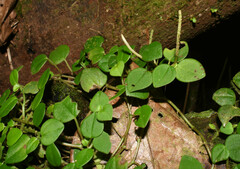 Peperomia serpens