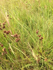 Juncus subsecundus