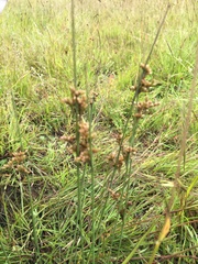 Juncus subsecundus