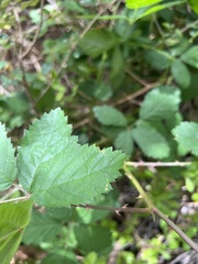 Rubus parvifolius