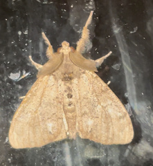 Dasychira vagans