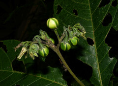 Solanum monarchostemon