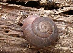 Mollusca