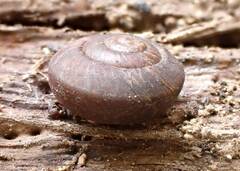 Mollusca