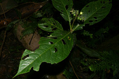 Solanum monarchostemon
