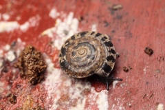 Trochomorphidae