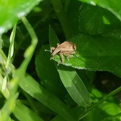 Atactogaster inducens