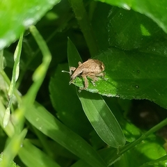Atactogaster inducens