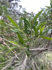 Leptospermum polygalifolium