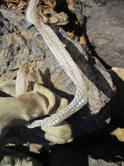 Serpentes