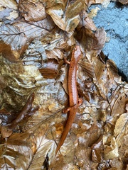 Gyrinophilus porphyriticus