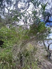 Leptospermum polygalifolium