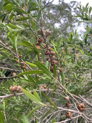 Leptospermum polygalifolium