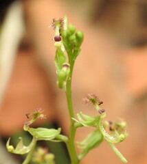 Arthrochilus prolixus