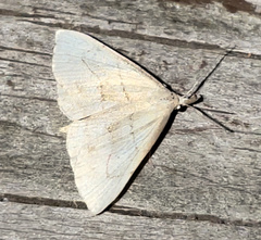 Macrochilo litophora