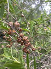 Leptospermum polygalifolium
