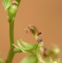 Arthrochilus prolixus