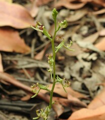 Arthrochilus prolixus