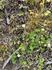Geranium potentilloides