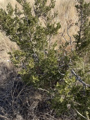 Juniperus monosperma