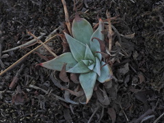 Dudleya cymosa