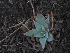 Dudleya cymosa
