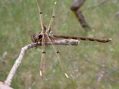 Telephlebia godeffroyi