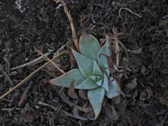 Dudleya cymosa