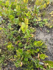 Muehlenbeckia adpressa