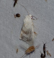 Plagiomimicus caesium