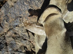 Serpentes