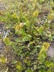 Muehlenbeckia adpressa